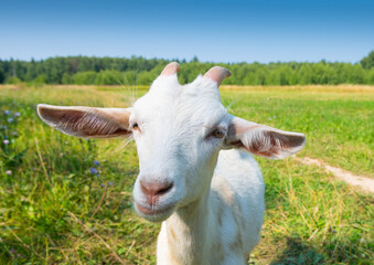 white goat in sunny summer day on a field closed to a forest