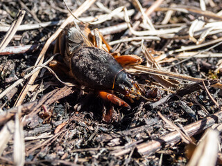 Close-up shot of the European mole cricket (Gryllotalpa gryllotalpa) above ground in sunlight digging its way into the ground
