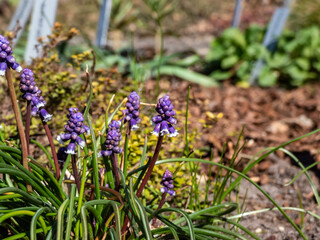 Close-up shot of Muscari vuralii. The flowers are narrow, bell-shaped and two-tone. The flower tube...