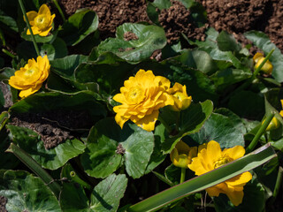 Close-up shot of th Marsh-marigold (Caltha palustris) 'Multiplex' flowering with bright yellow flowers surroundded with green leaves in the garden