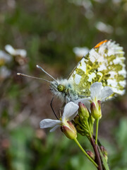 Fototapeta premium Macro shot of the adult male of the Orange tip (Anthocharis cardamines) - the undersides are mottled green and white creating camouflage wings with orange pigmentation settled on a flowerhead