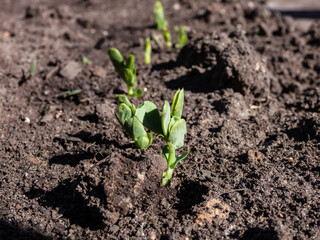 Close-up shot of a small Sweet green pea (pisum) sprouts or seedlings growing in a soil in a vegetable garden in bright sunlight in spring