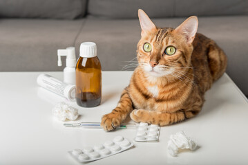 Domestic cat on the table with medicines for colds.