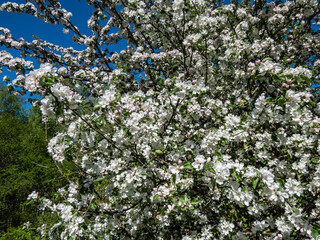 White and pink buds and blossoms of apple tree flowering in on orchard in spring. Branches full with flowers with open petals. Seasonal and floral spring scenery