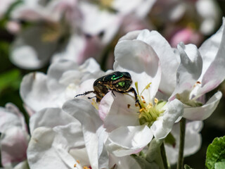 Macro shot of a metallic rose chafer or the green rose chafer (Cetonia aurata) crawling on a white and pink buds and blossoms of apple tree flowering in on orchard