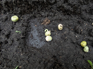 Pea sowing. View of wet soil with dried pea seeds with small sprouts ready to be covered with soil....