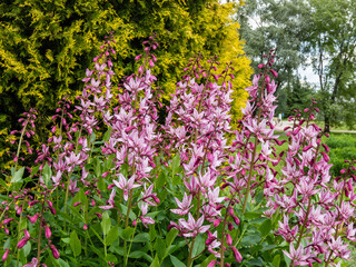 Obraz premium The Burning bush, dittany, gas plant or fraxinella (Dictamnus albus) flowering with five-petalled flowers in colour from pale purple to white with long projecting stamens in garden