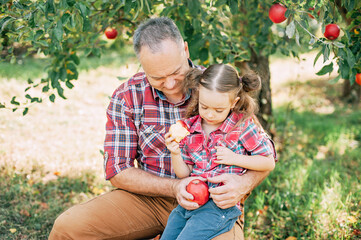 grandfather with granddaughter harvesting fresh red apple on huge garden. Harvest Concept. Child...