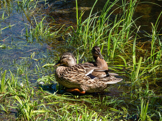 A partly fluffy duckling of mallard or wild duck (Anas platyrhynchos) among green vegetation in bright sunlight. Juvenile duck