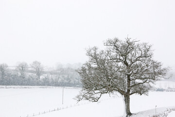 Trees in the winter with snow