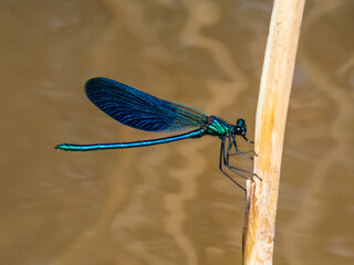 Bright metallic blue dragonfly. Adult male of Beautiful demoiselle (Calopteryx virgo) sitting on...