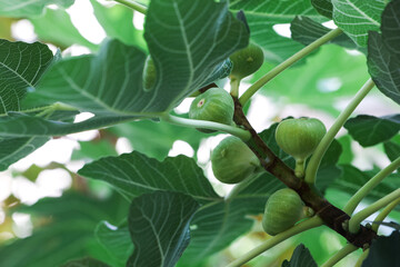 close up of a Osmanthus