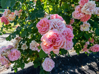 Climbing Rose 'Alchymist' bearing full, old style, rosette-shaped flowers of golden yellow flushed with orange and pink. Early summer flowering in garden