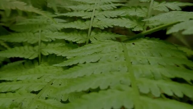 The surface of the fresh green fern leaves swaying in the wind
