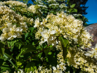 Close-up of the Smooth hydrangea (Hydrangea arborescens) 'Hayes Starburst' flowering with white to greeninsh-white flowers. Flowers heads comprise of many star-shaped flowers