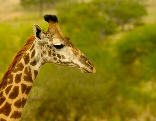 Close up profile portrait of giraffe head