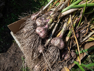 Close-up shot of harvested garlic bulbes with garliv cloves with roots placed in a cardboard box for drying. Harvest of garlic from garden in July