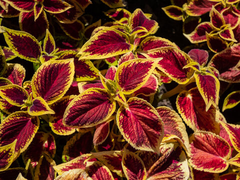 Flame nettle or painted nettle (Coleus x blumei) 'Wizard Scarlet' with burgundy-red foliage with thin lime-green margins growing in a garden in sunlight in summer