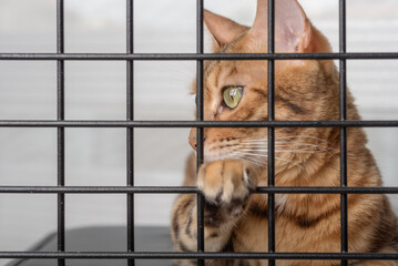 The muzzle of a sad cat is visible through the bars of the pet shelter.
