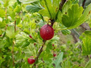 Close-up shot of red, ripe gooseberries (Ribes uva-crispa) growing and maturing on branch surrounded with green leaves on sunny day