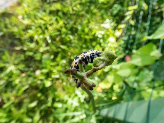 Macro of the Yellow form of the Caterpillar of the Lettuce shark moth (Cucullia lactucae) with black and yellow segments and lines crawling on the plant