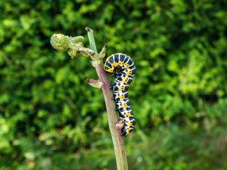 Macro of the Yellow form of the Caterpillar of the Lettuce shark moth (Cucullia lactucae) with black and yellow segments and lines crawling on the plant