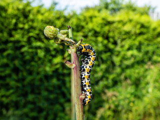 Macro of the Yellow form of the Caterpillar of the Lettuce shark moth (Cucullia lactucae) with black and yellow segments and lines crawling on the plant