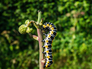 Macro of the Yellow form of the Caterpillar of the Lettuce shark moth (Cucullia lactucae) with black and yellow segments and lines crawling on the plant