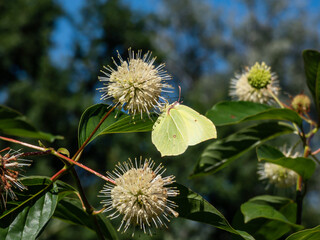 The common brimstone (Gonepteryx rhamni) on the Buttonbush, button-willow or honey-bells...