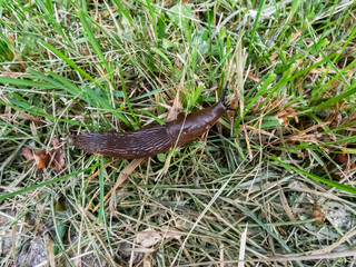 Close-up of the brick-red, dirty orange or brown Spanish slug (Arion vulgaris or Arion lusitanicus) on the ground. Invasive species and horticultural and agricultural slug pest