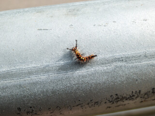 Caterpillar of the rusty tussock moth or vapourer (Orgyia antiqua) showing four clumps of dorsal tussock hairs crawling on a beam