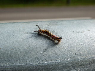 Caterpillar of the rusty tussock moth or vapourer (Orgyia antiqua) showing four clumps of dorsal...