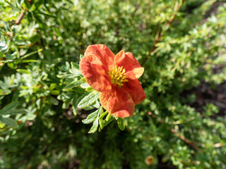 Shrubby Cinquefoil (Pentaphylloides or Potentilla fruticosa) 'Red robin' with small leaves composed of five leaflets and red flowers, pale yellow on the reverse, in summer and autumn