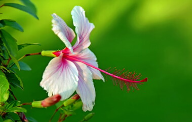pink hibiscus in the garden