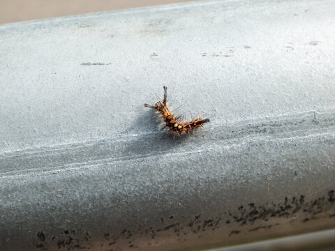 Caterpillar of the rusty tussock moth or vapourer (Orgyia antiqua) showing four clumps of dorsal tussock hairs crawling on a beam