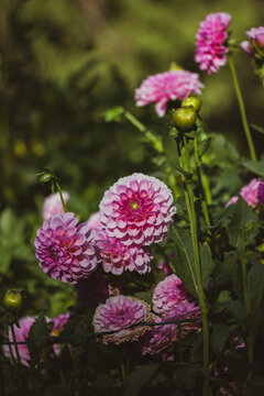 Pink dahlias blooming in botanical garden. Buds in full bloom on a bush. Autumnal flowers. Planting, growing and care of mums flowers. Franz Kafka type of pretty, miniature bright pink pompom flowers.