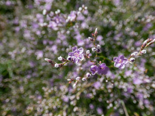 Macro of lilac lavender five-petalled flowers of wildflower Sea Lavender (limonium latifolium) in sunlight. Beautiful and delicate floral background