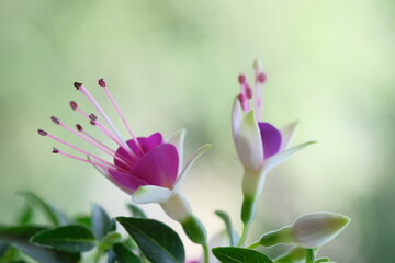 Obraz premium Purple flower in the form of a crown.