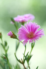 Pale purple daisies in a summer garden.