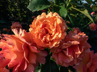 Variety of floribunda rose ' Easy Does It' with small clusters of cupped, open, ruffled, tangerine to peach pink flowers. Packed with wavy petals, the stunning blossoms emit a fragrance