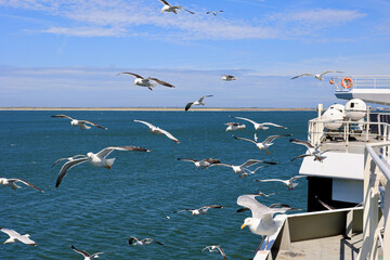 Stop motion of birds flying in the air with blue sky, Selective focus of a group white and grey seagulls following the ferry ship while the boat is sailing, Texel island, North Holland, Netherlands.