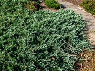 Close-up of Creeping juniper (Juniperus horizontalis) 'Douglasii'. Low spreading shrub and a...