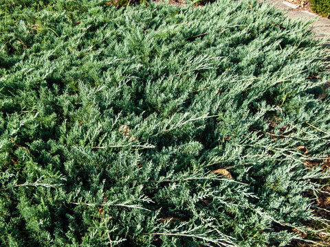 Close-up of Creeping juniper (Juniperus horizontalis) 'Douglasii'. Low spreading shrub and a stunning ground cover. Bluest of the cultivars, gray in winter