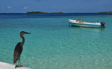 Big bird on jetty at Maldive resort island