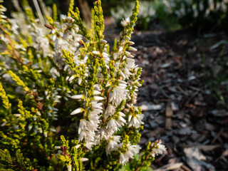 Macro of Calluna vulgaris 'Gul Bosnas' flowering with white flowers in bright sunlight in autumn