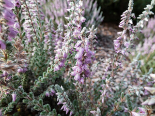 Macro of Calluna vulgaris 'Grizabella' with pale grey foliage flowering with lavender coloured...