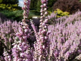 Macro of Calluna vulgaris 'Silver cloud' with bright silvery-grey foliage flowering with spikes of pale purple flowers in summer through to autumn