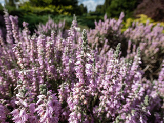 Obraz premium Macro of Calluna vulgaris 'Silver cloud' with bright silvery-grey foliage flowering with spikes of pale purple flowers in summer through to autumn