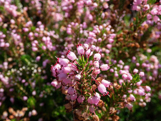 Macro of Cornish heath or wandering heath (Erica vagans) 'Pyrenees Pink' with dark green foliage flowering with long racemes of deep pink flowers that fade to white
