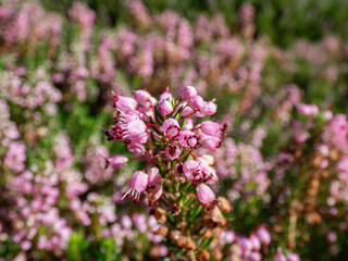 Macro of Cornish heath or wandering heath (Erica vagans) 'Pyrenees Pink' with dark green foliage flowering with long racemes of deep pink flowers that fade to white